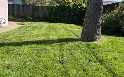 Photo of Mark L.'s yard after getting lawn care in Campbell, CA