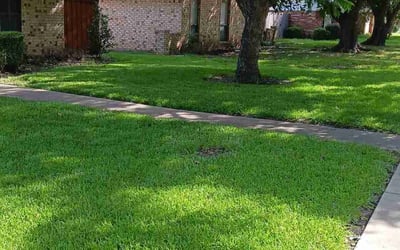Photo of Elba S.'s yard after getting lawn care in Richardson, TX
