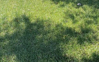 Photo of Ha N.'s yard after getting lawn care in Tonawanda, NY