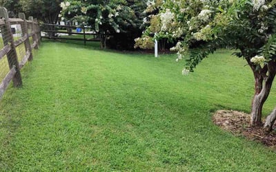 Photo of Teshayla K.'s yard after getting lawn care in Mooresville, NC