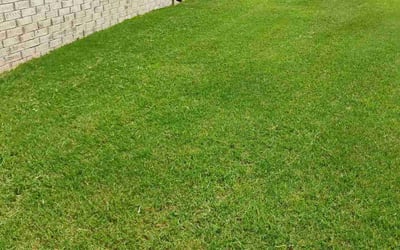 Photo of Nicole B.'s yard after getting lawn care in Cordova, TN