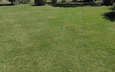 Photo of Peggy B.'s yard after getting lawn care in Germantown, MD