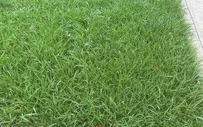 Photo of Julie B.'s yard after getting lawn care in Arlington, TX