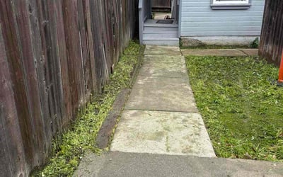 Photo of Sunita S.'s yard after getting lawn care in Milpitas, CA