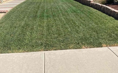 Photo of Donna R.'s yard after getting lawn care in Murrieta, CA