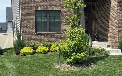 Photo of Elton C.'s yard after getting lawn care in Glen Burnie, MD