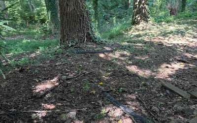 Photo of Tyler W.'s yard after getting lawn care in West Haven, CT