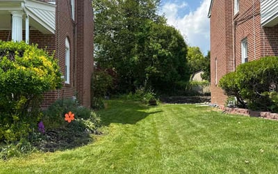 Photo of Devante J.'s yard after getting lawn care in Drexel Hill, PA
