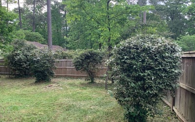 Photo of Jim C.'s yard after getting tree care in Greenville, TX