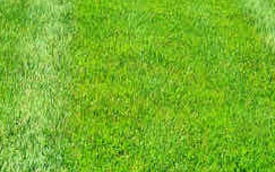 Photo of Kaylee P.'s yard after getting lawn care in La Porte, TX
