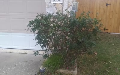 Photo of Liang H.'s yard after getting tree care in Lindale, TX