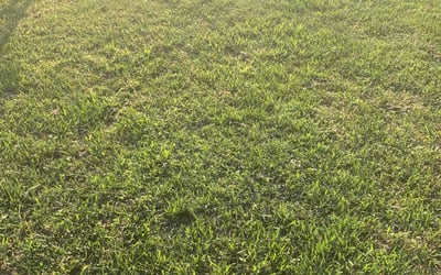 Photo of Trina V.'s yard after getting lawn care in Martinsburg, WV