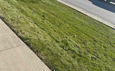 Photo of Harol V.'s yard after getting lawn care in Hazel Park, MI
