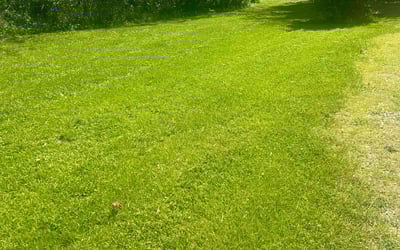 Photo of Gabriela C.'s yard after getting lawn care in Fort Thomas, KY