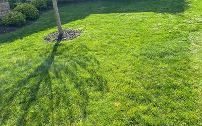 Photo of Subbaraya R.'s yard after getting lawn care in Zionsville, IN