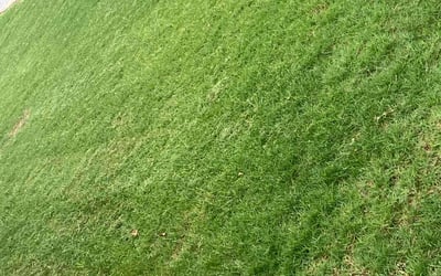 Photo of Vanee K.'s yard after getting lawn care in Blanchard, OK