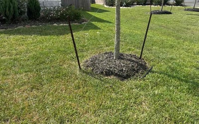 Photo of Joshua G.'s yard after getting lawn care in Danvers, MA