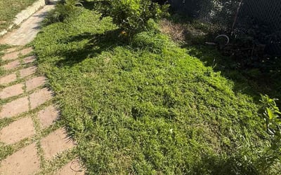 Photo of Terri W.'s yard after getting lawn care in Daphne, AL
