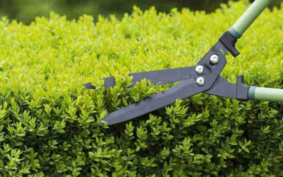 Photo of Carol M.'s yard after getting tree care in Forest Lake, MN