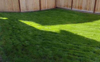 Photo of Kevin N.'s yard after getting lawn care in Bothell, WA