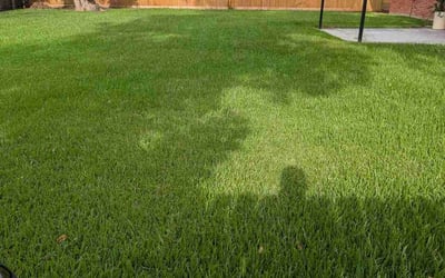 Photo of Cheryl C.'s yard after getting lawn care in Sacramento, CA