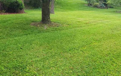 Photo of Missy G.'s yard after getting lawn care in Kingsport, TN