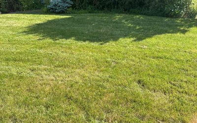 Photo of Deborah F.'s yard after getting lawn care in Capitol Heights, MD