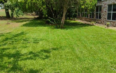 Photo of Michael J.'s yard after getting lawn care in Laredo, TX
