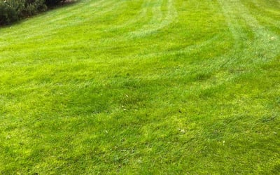 Photo of Richard G.'s yard after getting lawn care in Falmouth, MA
