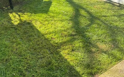 Photo of Katy G.'s yard after getting lawn care in Hightstown, NJ