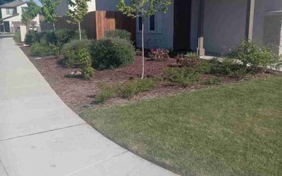 Photo of Daniel A.'s yard after getting lawn care in Modesto, CA
