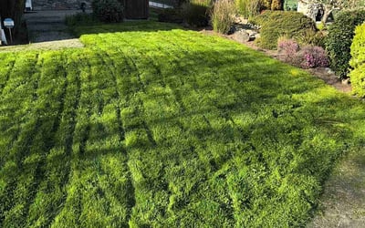 Photo of Jessica S.'s yard after getting lawn care in Prairieville, LA