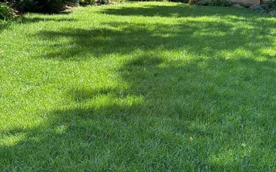 Photo of Penny B.'s yard after getting lawn care in Louisville, CO