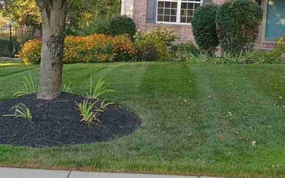 Photo of Madison T.'s yard after getting lawn care in Ambler, PA