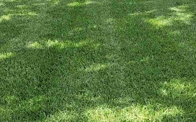 Photo of Erin M.'s yard after getting lawn care in Smithtown, NY