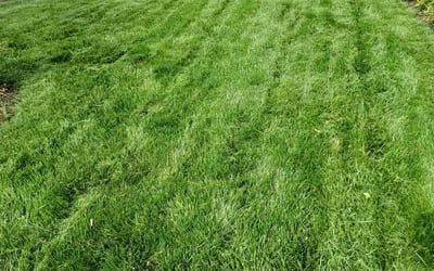 Photo of Lemmon M.'s yard after getting lawn care in Kissimmee, FL