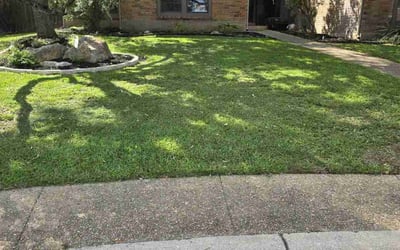 Photo of Stacie S.'s yard after getting lawn care in Atascosa, TX