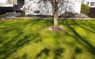 Photo of Dacia D.'s yard after getting lawn care in Barberton, OH