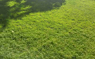 Photo of Samad J.'s yard after getting lawn care in Gaithersburg, MD