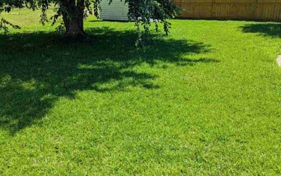 Photo of Mike A.'s yard after getting lawn care in Chalmette, LA