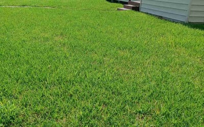 Photo of Kristen L.'s yard after getting lawn care in Corpus Christi, TX