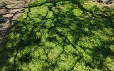 Photo of Paris S.'s yard after getting lawn care in Lakeside, CA