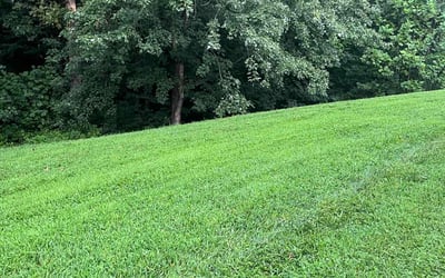 Photo of Anne B.'s yard after getting lawn care in Mooresville, NC