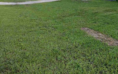 Photo of Cole W.'s yard after getting lawn care in Decatur, IL