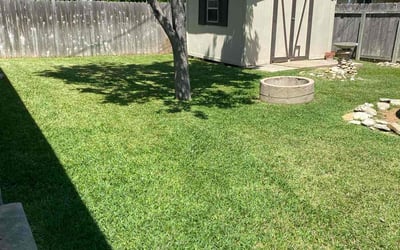 Photo of Kevin T.'s yard after getting lawn care in Round Rock, TX