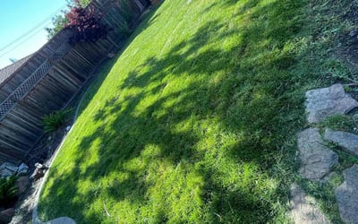 Photo of Nataly B.'s yard after getting lawn care in Campbell, CA