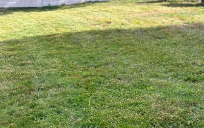 Photo of Susan C.'s yard after getting lawn care in Riverside, RI