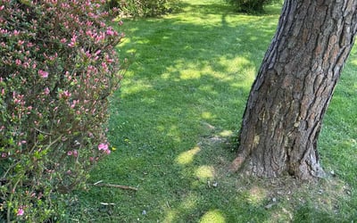 Photo of Carlye H.'s yard after getting lawn care in Potomac, MD