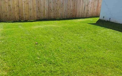 Photo of Kim W.'s yard after getting lawn care in Hamtramck, MI