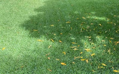 Photo of Omar G.'s yard after getting lawn care in Wesley Chapel, FL